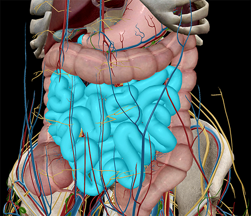 Digestive-System-Small-Intestine-Ileum-jejunum-duodenum